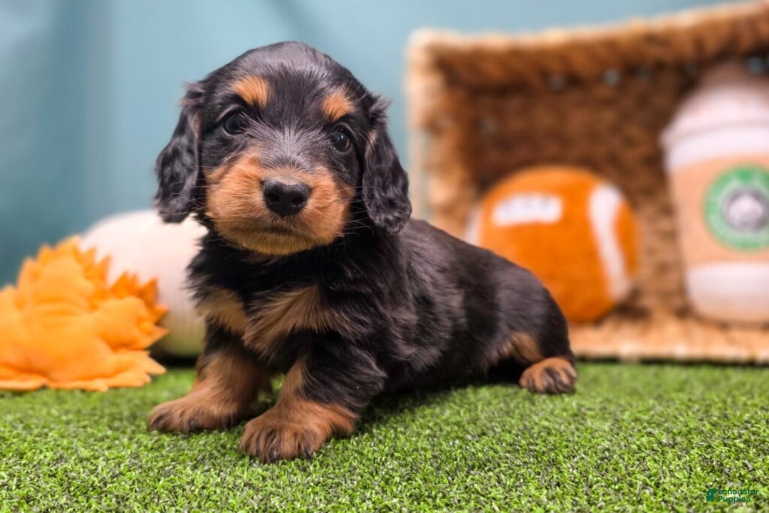 Dachshund dogs for sale: Annie - Ad 1