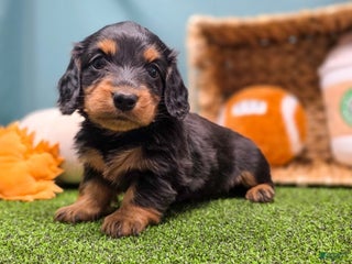 Dachshund dogs Annie - Ad 42
