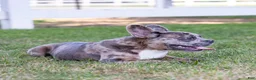 French Bulldog dogs for sale:  Ferrari  - Ad 4