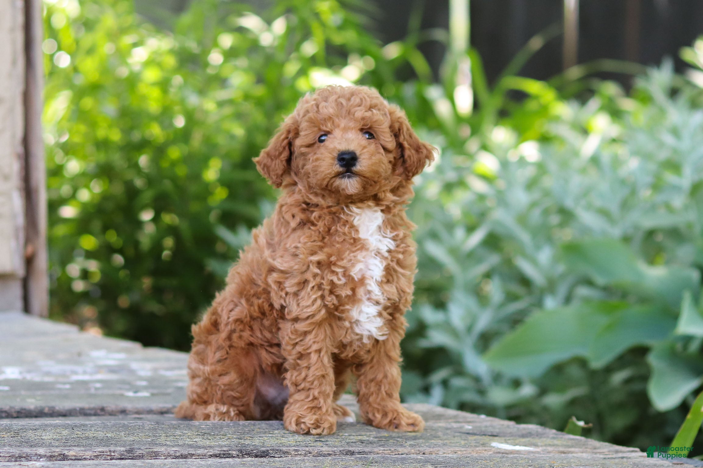 Miniature Poodle dogs Sawyer - Ad 2