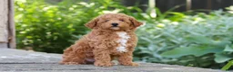 Miniature Poodle dogs for sale: Sawyer - Ad 2