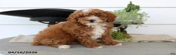 Toy Poodle dogs for sale: Peter - Ad 1