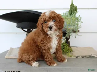 Toy Poodle dogs for sale: Peter - Ad 3