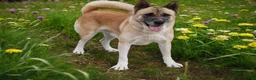Akita dogs for sale: KJ - Ad 8