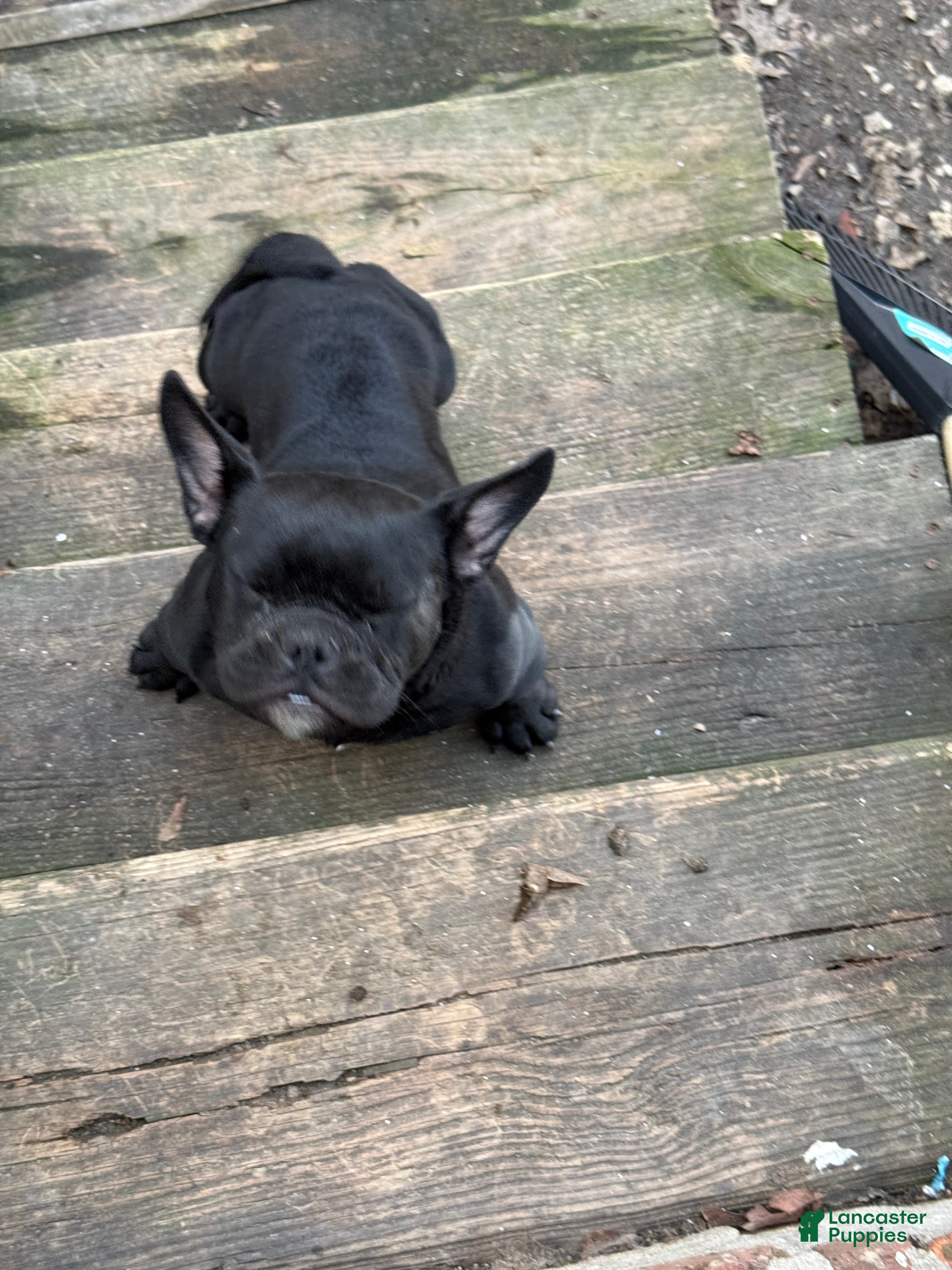 American Bully dogs American Bully Puppy 2 - Ad 16