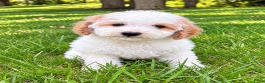Milo
