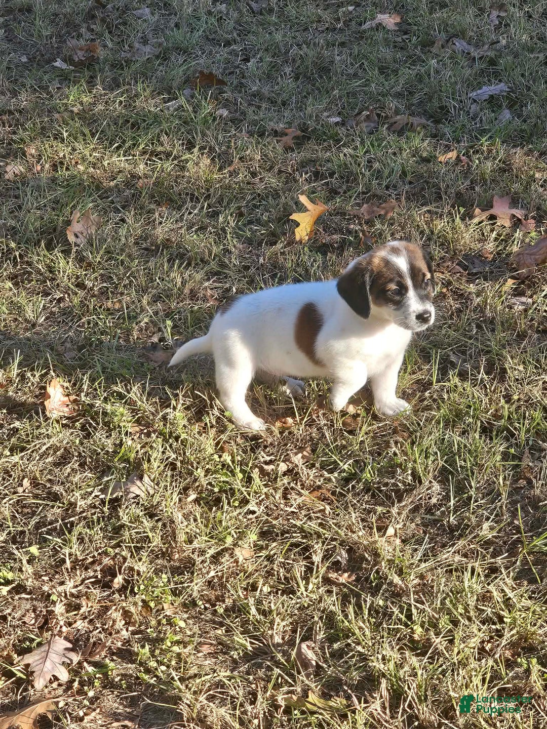 Mixed Breed dogs for sale: Mixed Breed Puppy 1 - Ad 6