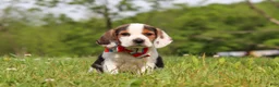 Beagle dogs for sale: Ranger - Ad 1