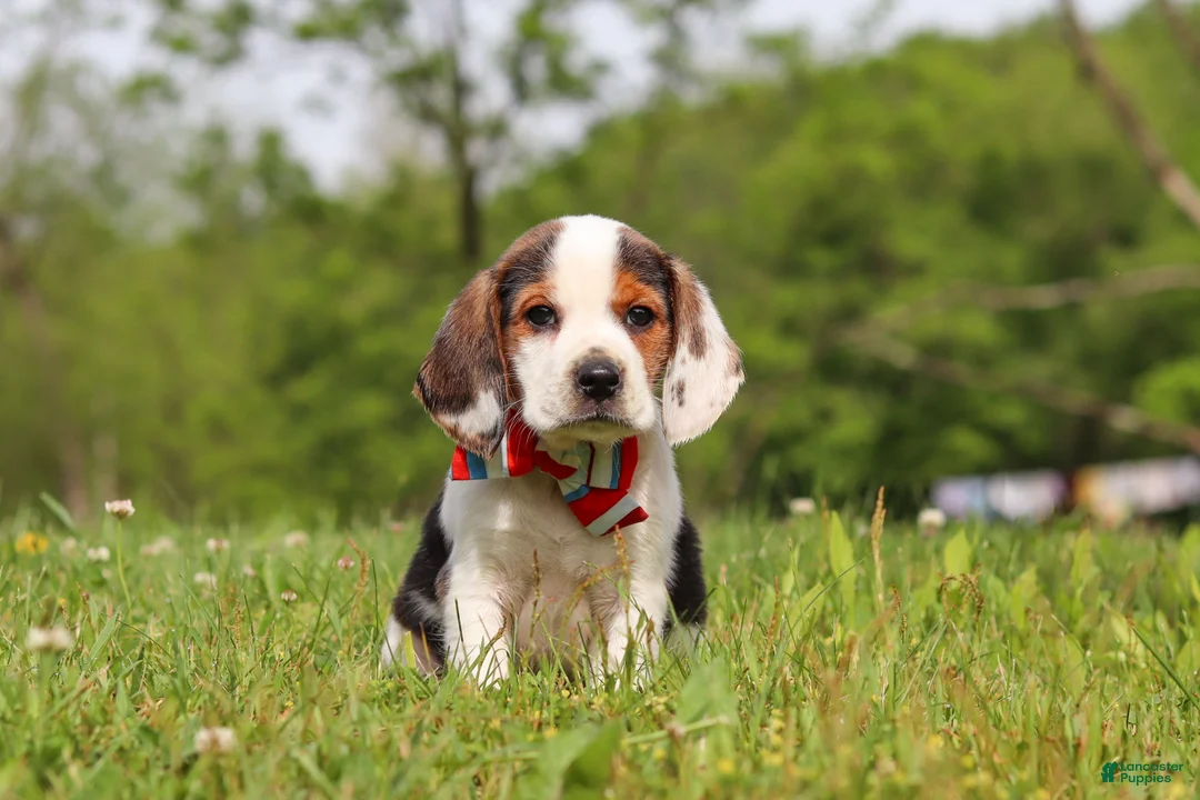 Beagle dogs for sale: Ranger - Ad 1