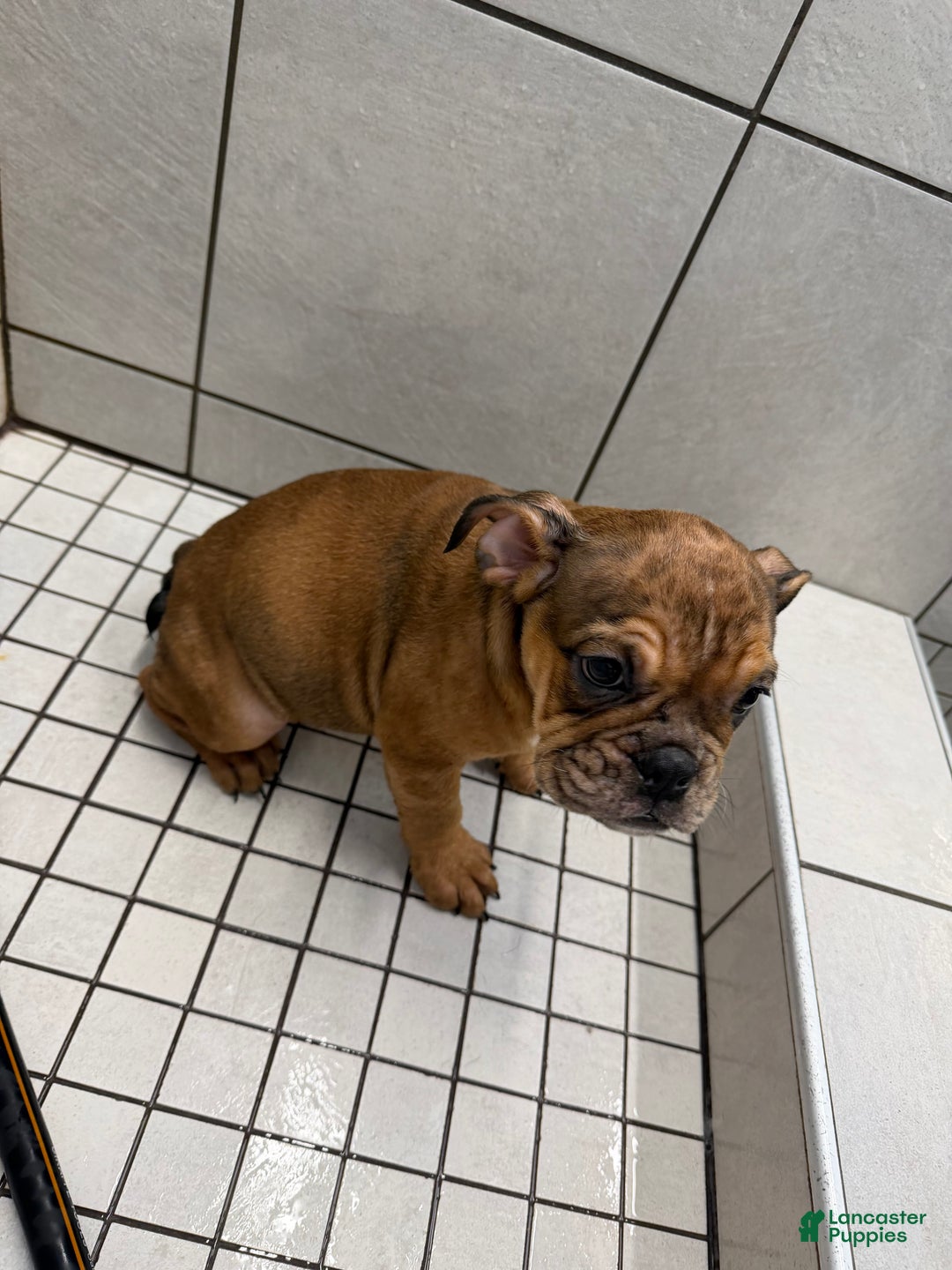 English Bulldog dogs for sale: Mocha - Ad 6