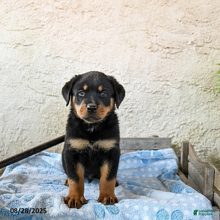 Rottweiler Puppies Lazy Rottweiler Rottweiler Lazy Gift' Mug