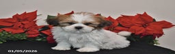 Shih Tzu dogs for sale: Rex - Ad 1