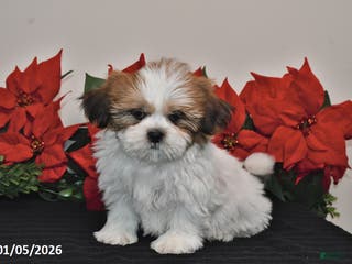 Shih Tzu dogs Rex - Ad 19