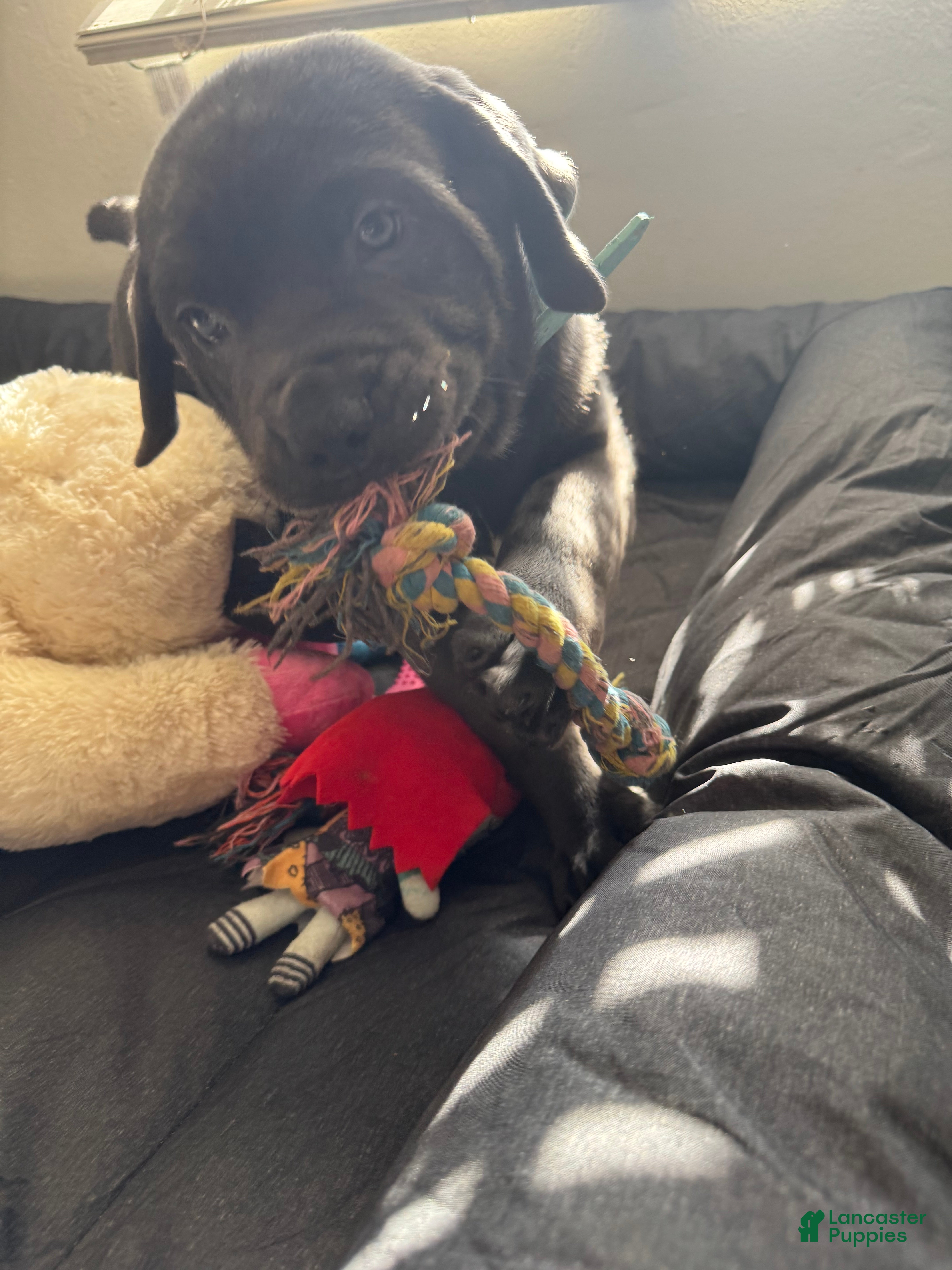 Cane Corso dogs Kyro - Ad 7