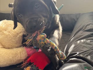 Cane Corso dogs Kyro - Ad 7