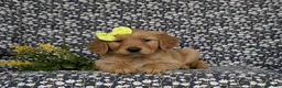 Golden Retriever dogs for sale: Nellie AKC Registered - Ad 7