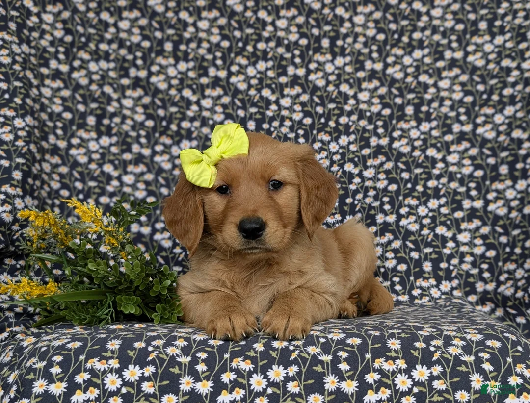 Golden Retriever dogs for sale: Nellie AKC Registered - Ad 7