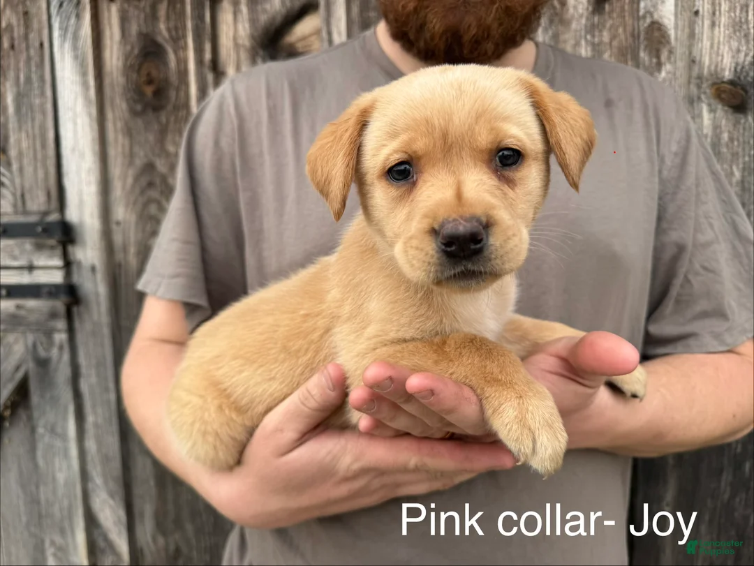 Labrador Retriever dogs for sale: Joy- Pink collar - Ad 1