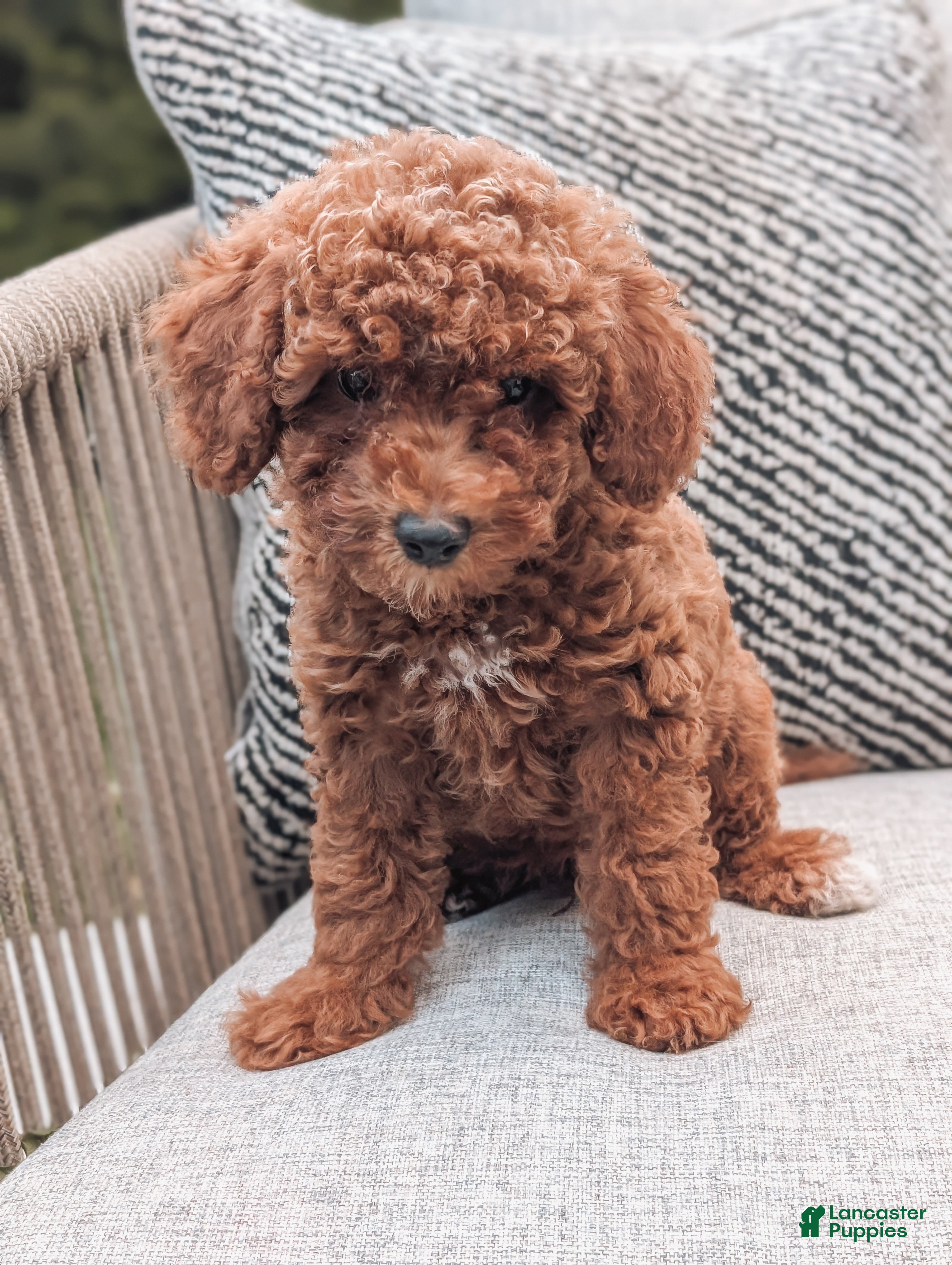 Miniature Poodle dogs Jack - Ad 1