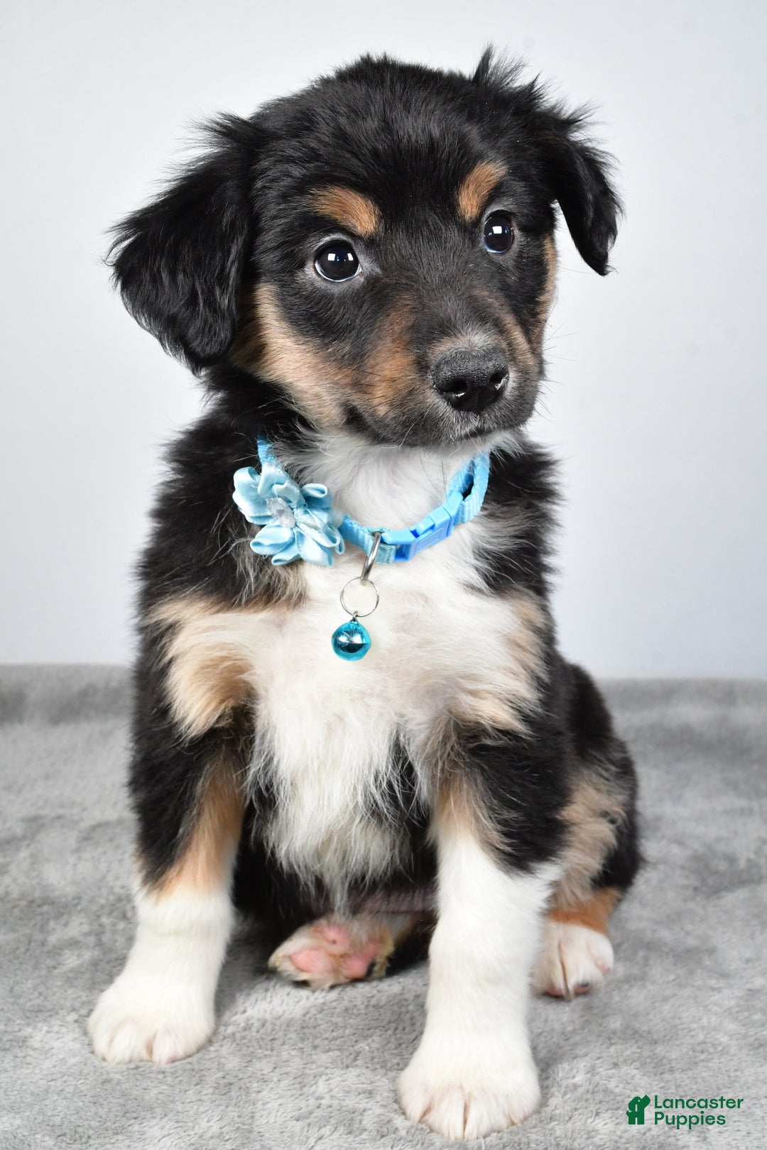 Miniature Australian Shepherd dogs for sale: Ocean - Ad 10
