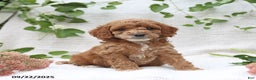 Cockapoo dogs for sale: Curtis - Ad 15