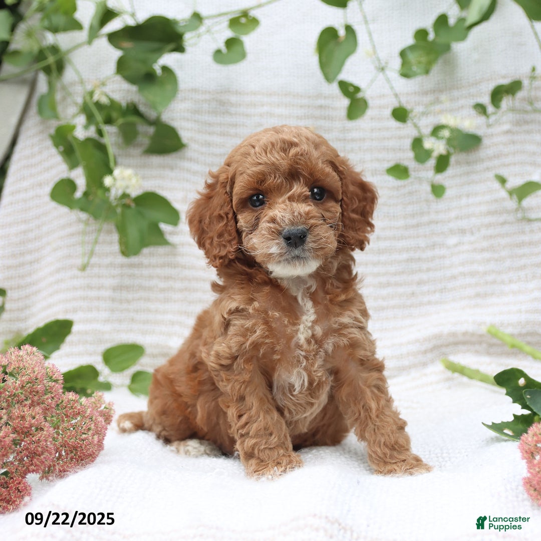 Cockapoo dogs for sale: Curtis - Ad 15