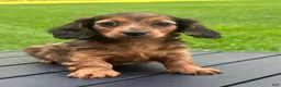 Miniature Dachshund dogs for sale: Theo  - Ad 4