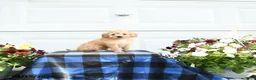 Cavapoo dogs for sale: Sunshine - Ad 2