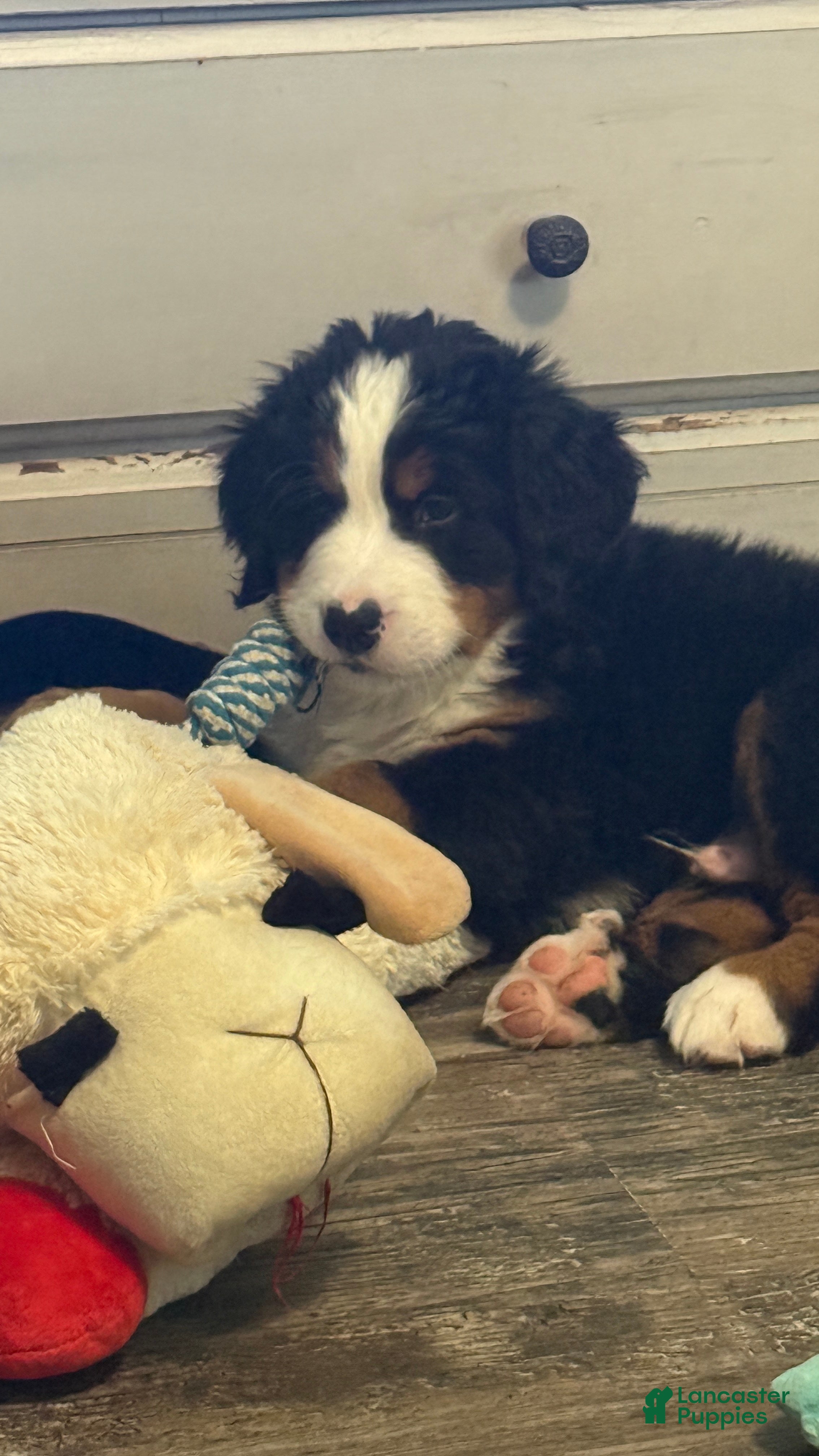 Bernese Mountain Dog dogs Red Boy - Ad 1