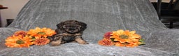 Yorkiepoo dogs for sale: Karter - Ad 3