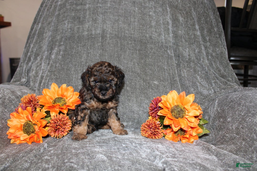 Yorkiepoo dogs for sale: Karter - Ad 3