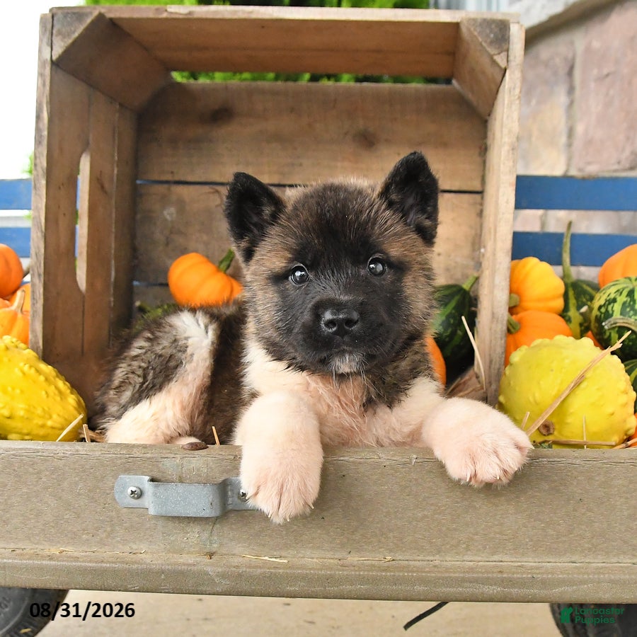 Akita dogs Ned - Ad 2