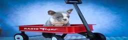 Frenchton dogs for sale: Pumpkin 🎃 - Ad 4
