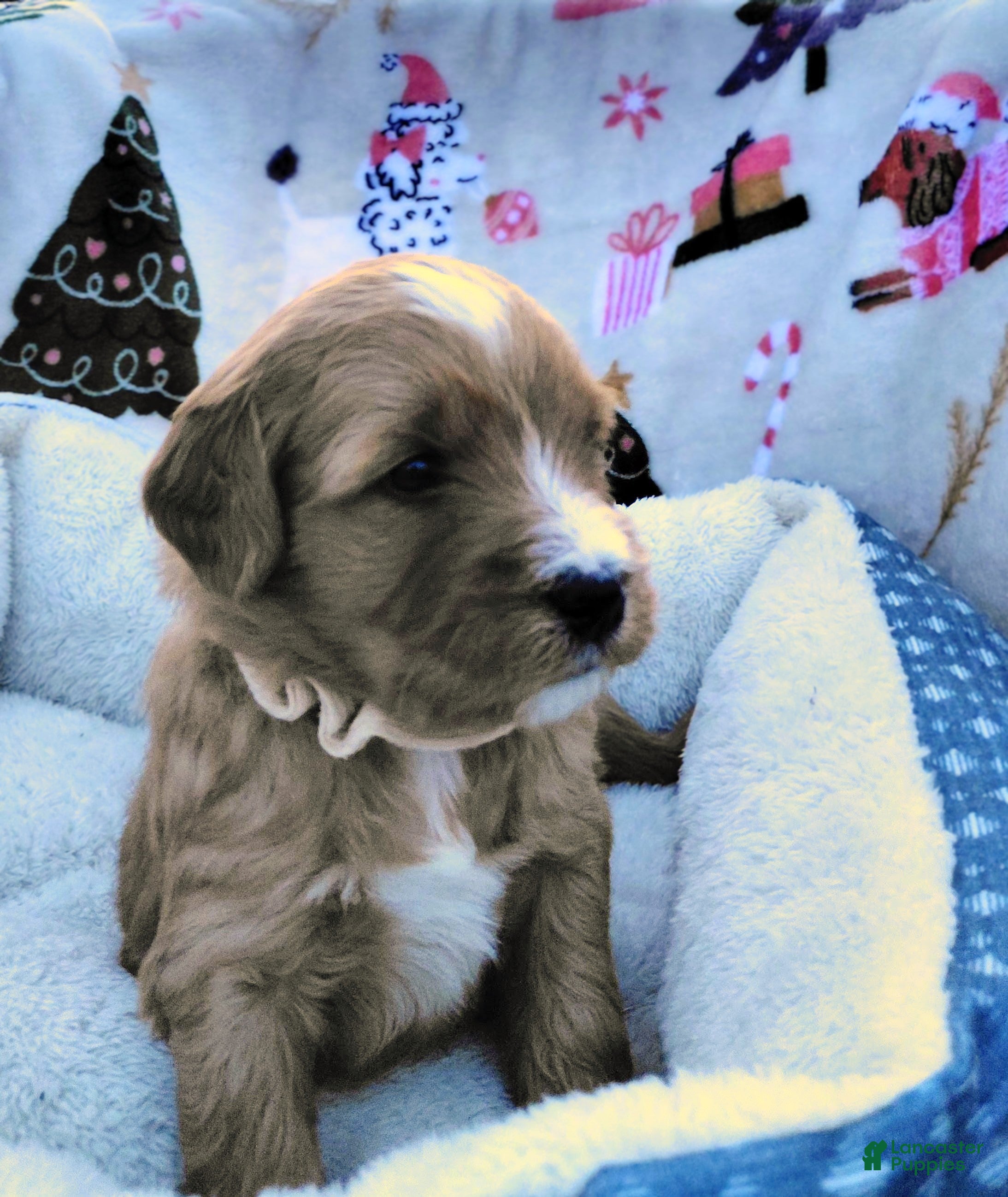 Mini Goldendoodle dogs Mini Goldendoodle (Max) - Ad 2