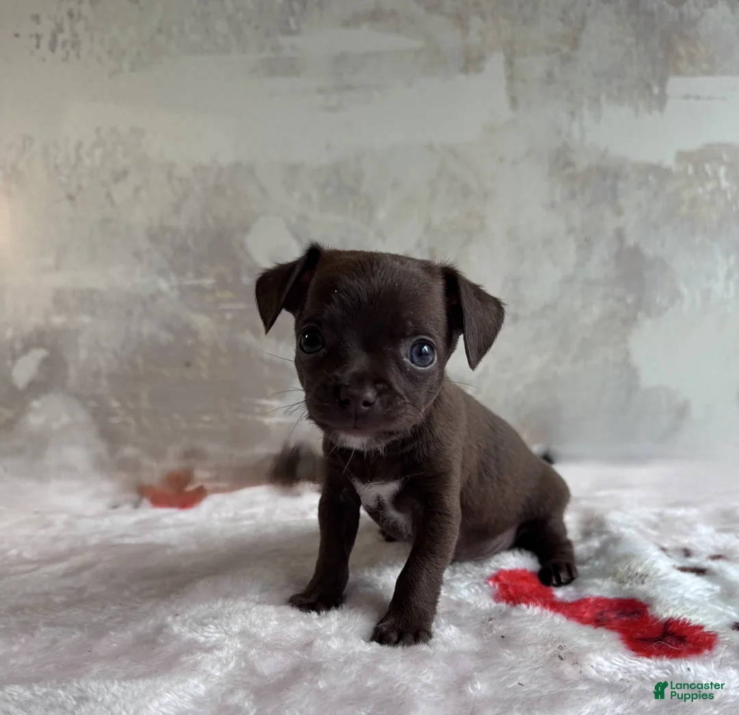 Chihuahua dogs for sale: Hershey Jr  - Ad 2