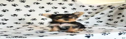 Yorkshire Terrier dogs for sale: Penny - Ad 4