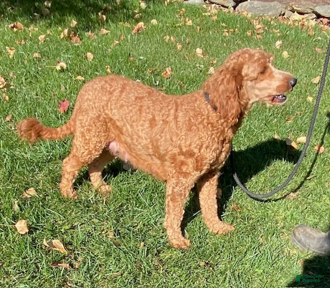 Mini Goldendoodle dogs for sale: Chipper - Ad 5