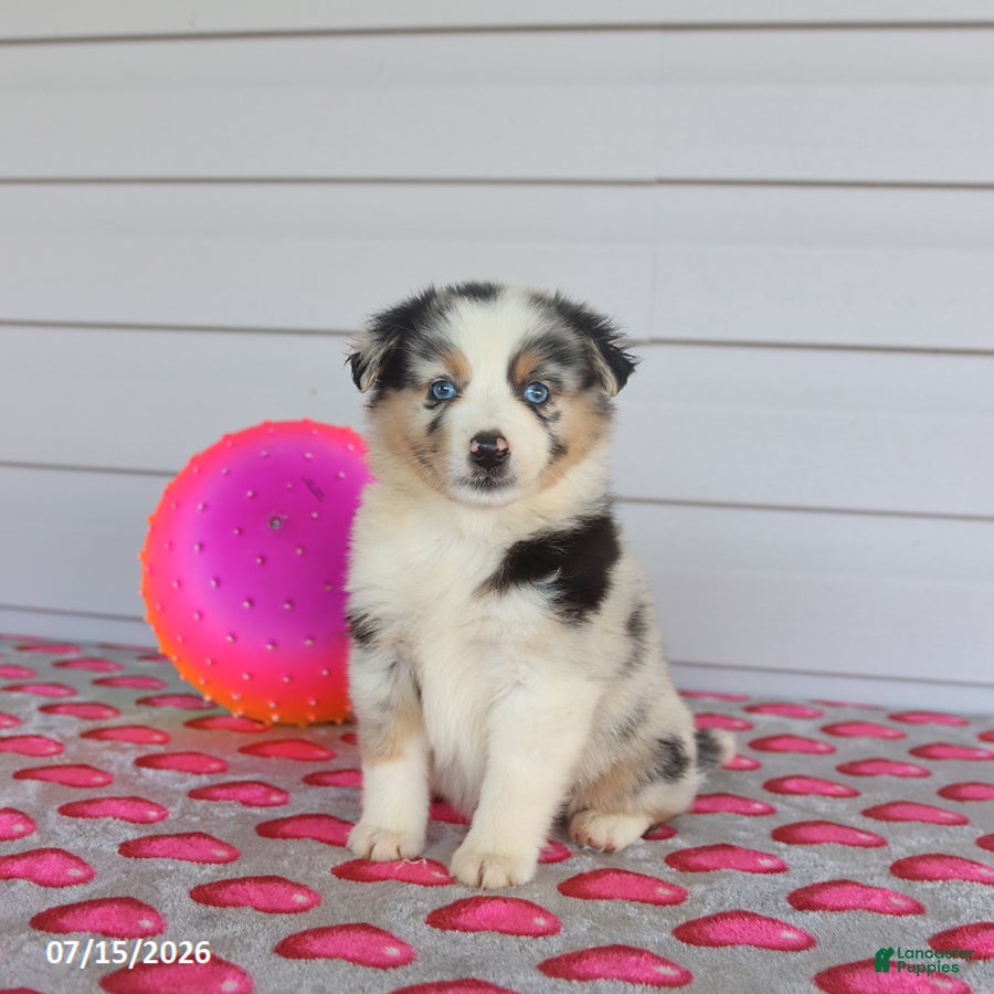 Miniature Australian Shepherd dogs Ace - Ad 1