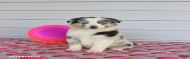 Ace