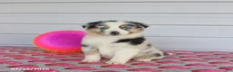 Miniature Australian Shepherd dogs for sale: Ace - Ad 1