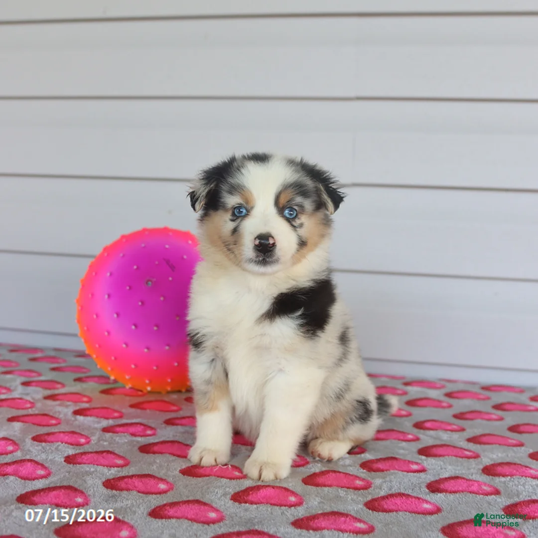 Miniature Australian Shepherd dogs for sale: Ace - Ad 1
