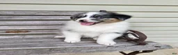 Australian Shepherd dogs for sale: Judy - Ad 4