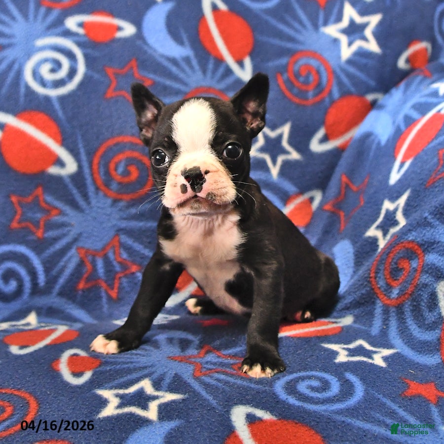 Boston Terrier dogs Lucky - Ad 1