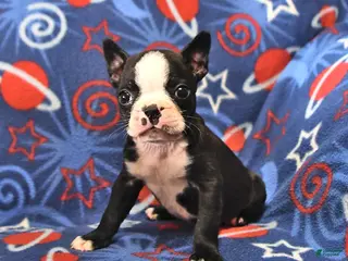 Boston Terrier dogs for sale: Lucky - Ad 1