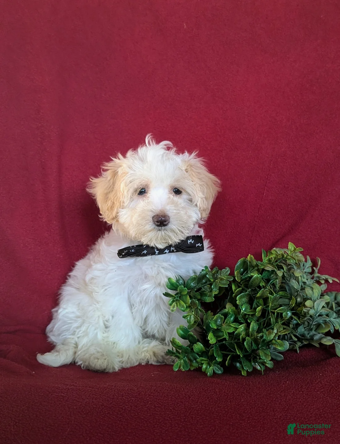 Maltipoo dogs for sale: Carlton - Ad 3