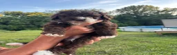 Bernedoodle dogs for sale: Cookie - Ad 4