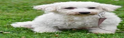 Cavachon dogs for sale: Lonnie - Ad 8