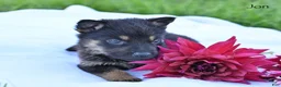 German Shepherd dogs for sale: Jon - Ad 3