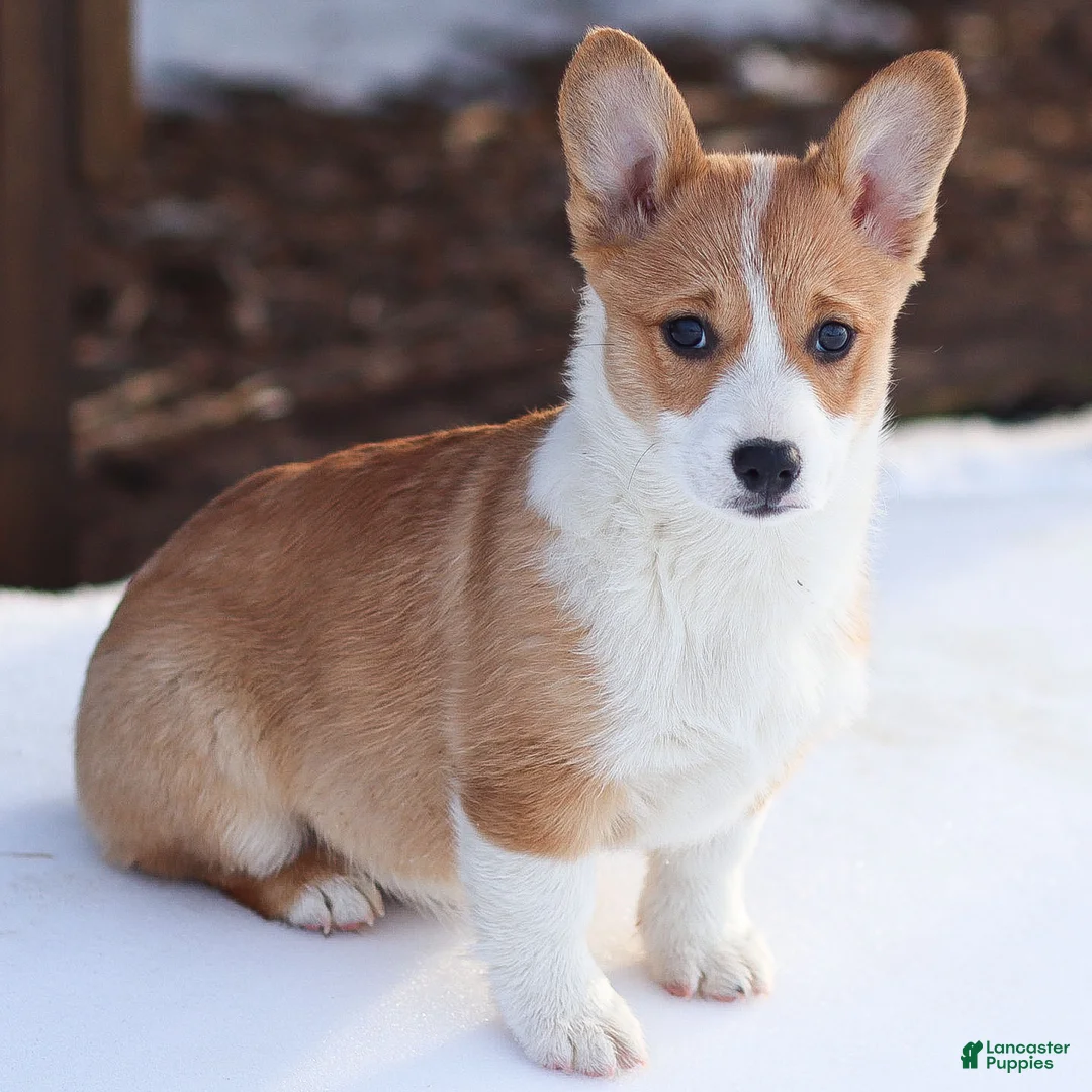 Welsh Corgi Pembroke dogs for sale: Karson Welsh Corgi Pembroke - Ad 3