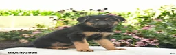 German Shepherd dogs for sale: Lily  - Ad 5